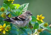 American Goldfinch