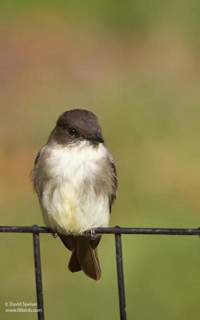 eastern phoebe 1.jpg