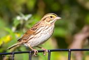 Savannah Sparrow