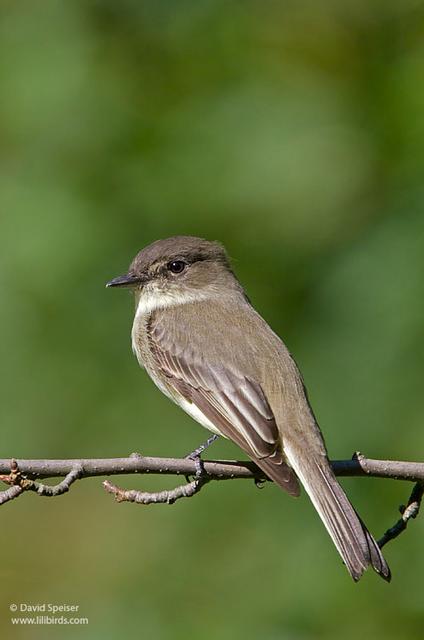 Eastern Phoebe