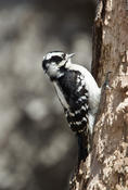 Downy Woodpecker