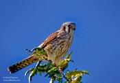 American Kestrel