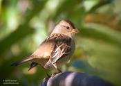 White-crowned Sparrow