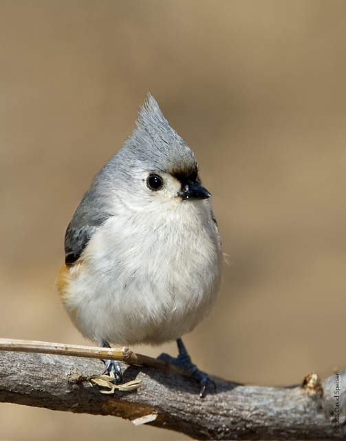 Tufted Titmouse