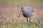 Hudsonian Godwit