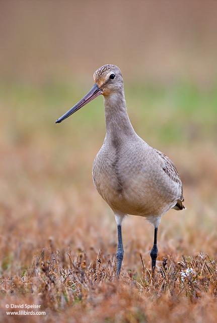 Hudsonian Godwit