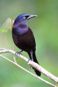 Common Grackle