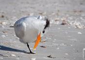 Royal Tern