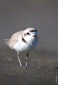 Snowy Plover