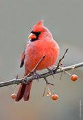 Northern Cardinal