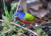 Painted Bunting