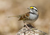 White-throated Sparrow