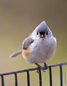 Tufted Titmouse