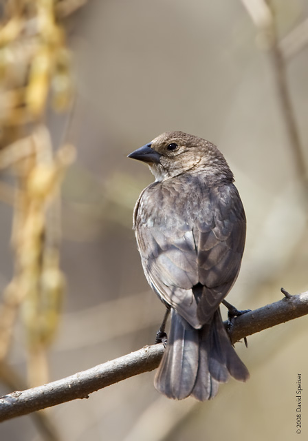 Brown-headed Cowbird (female)