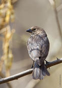 Brown-headed Cowbird (female)