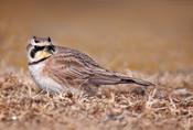 Horned Lark