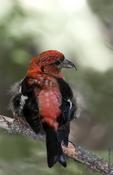 White-winged Crossbill