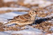 Lapland Longspur