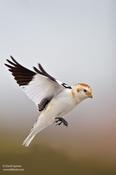 Snow Bunting