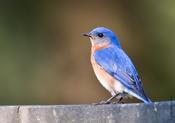 Eastern Bluebird