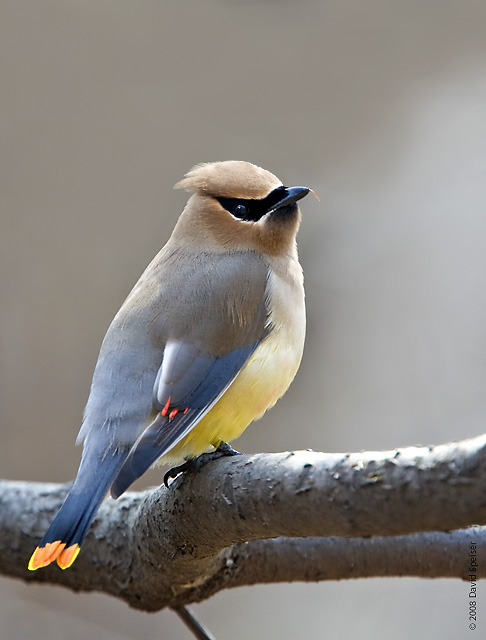 Cedar Waxwing w/orange tail