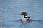 Common Merganser