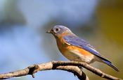 Eastern Bluebird