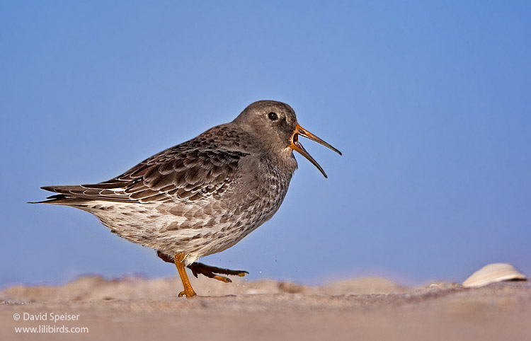 Purple Sandpiper