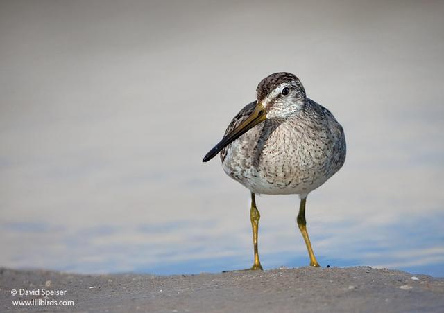 Short-billed Dowitcher