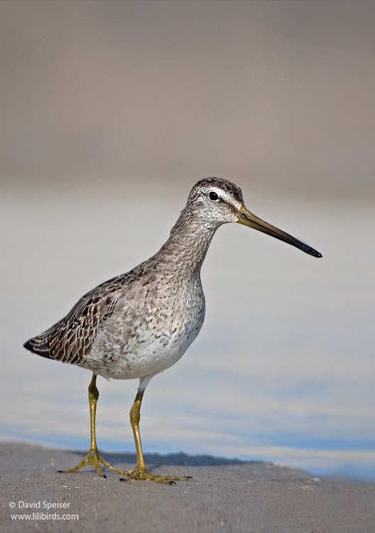 Short-billed Dowitcher