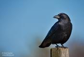 American Crow