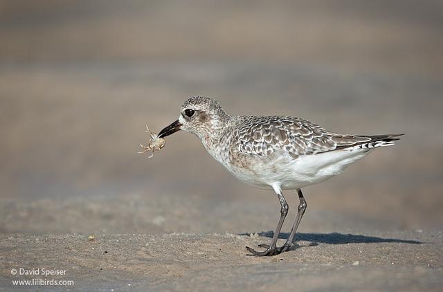 Black-bellied Plover