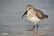 Dunlin