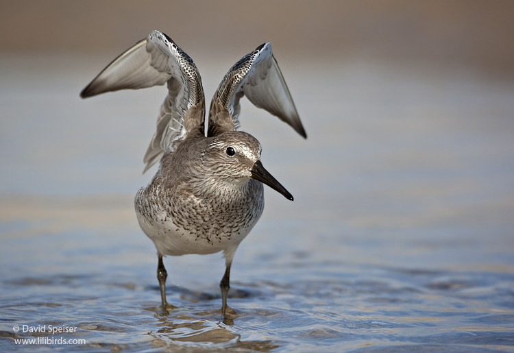 Red Knot