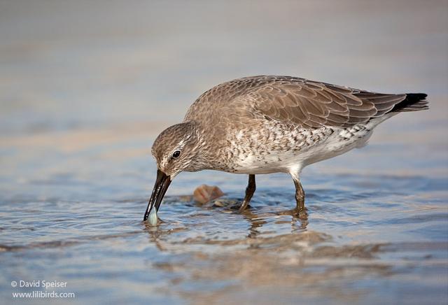 Red Knot