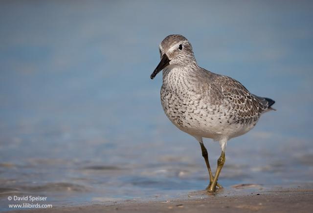 Red Knot