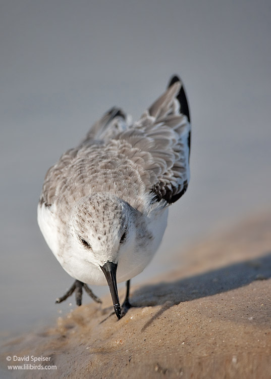 Sanderling