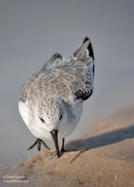 Sanderling