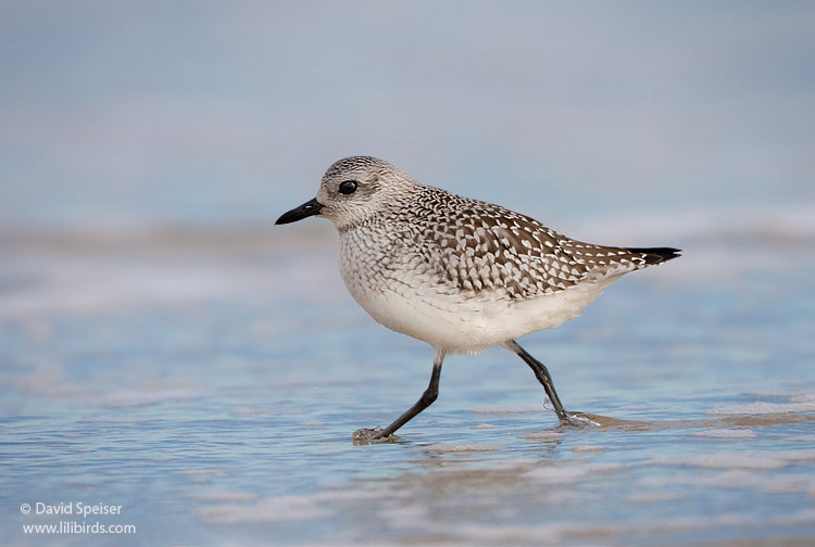 Black-bellied Plover