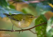 Tennessee Warbler