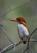 Madagascar Kingfisher