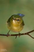 Tennessee Warbler