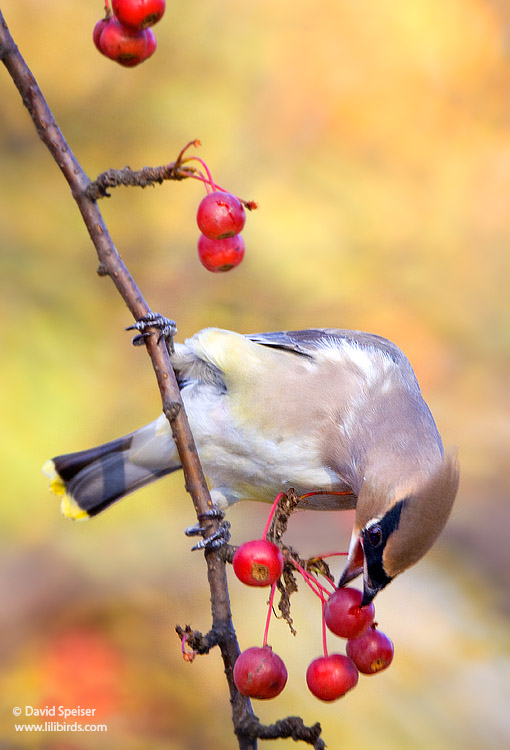 Cedar Waxwing