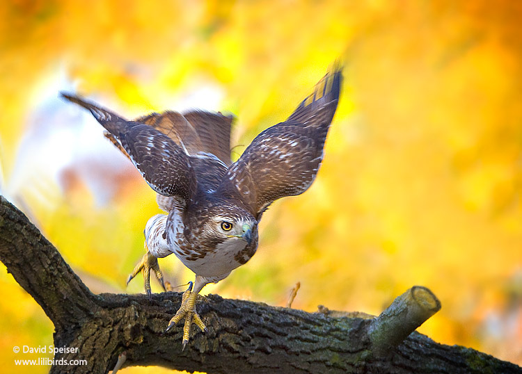 Red-tailed Hawk (immature)