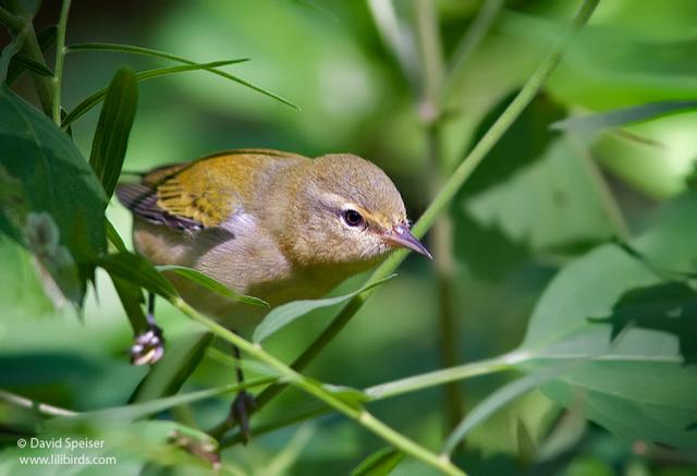 Tennessee Warbler