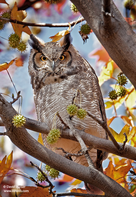 Great-horned Owl