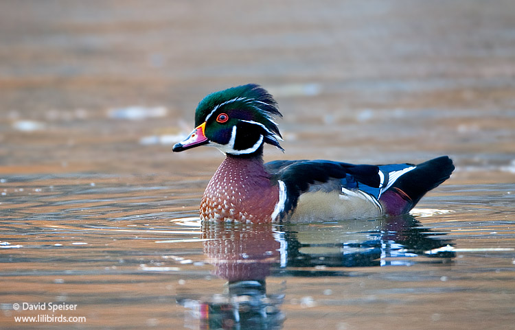 Wood Duck