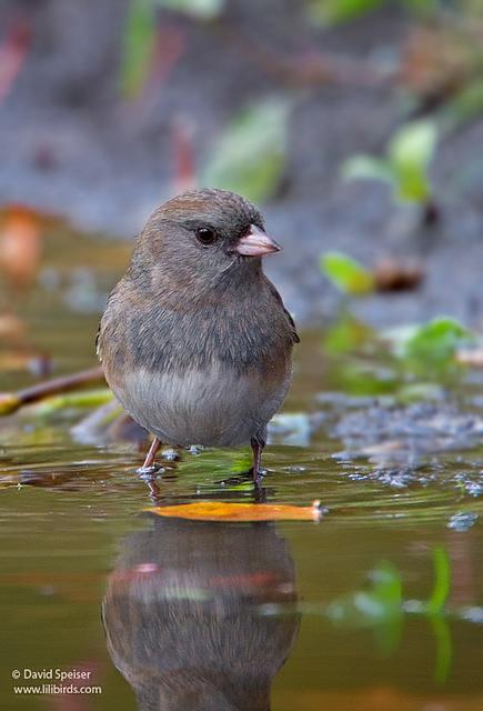 Dark-eyed Junco