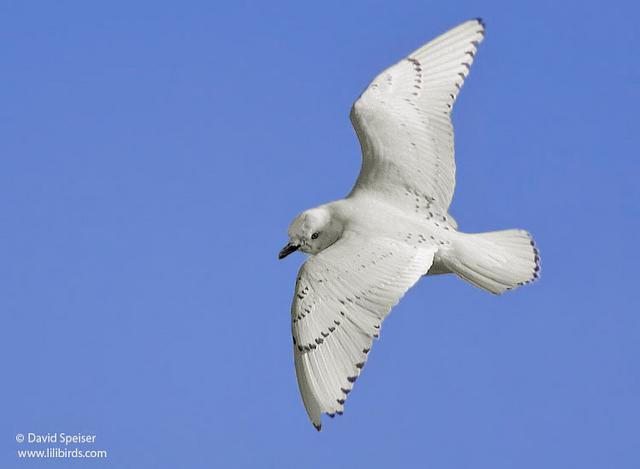 Ivory Gull