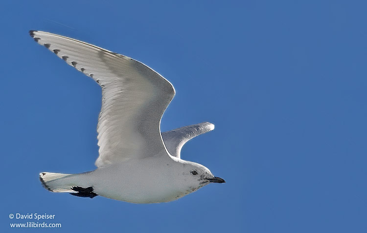 Ivory Gull